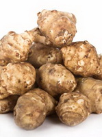 Jerusalem artichoke Rhizome