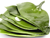 Kelp, is a large Marine brown algae growing in low-temperature seawater