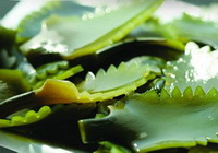 Tips of Kelp