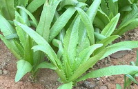 Lactuca sativa:nutritional value, health benefits and functions.