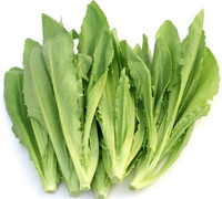 Introduction of Lactuca sativa