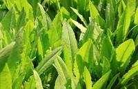 Lactuca sativa:nutritional value.