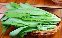 Tips need attention of Lactuca sativa
