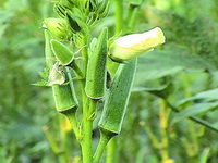 Introduction of Okra