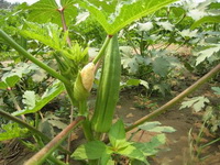 food taboo of okra