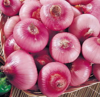 Onion:its functions, health effects and uses.