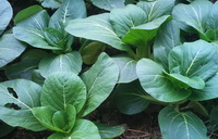 The Medicinal Properties of Pakchoi.