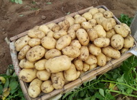 Medicinal value of potato