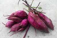 Purple sweet potato:its functions, health effects and uses.