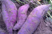 Purple sweet potato:its functions, health effects and uses.