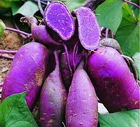Taboo of purple sweet potato