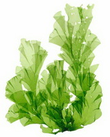 The nutritional value of Seaweed.