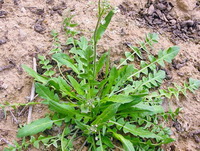 Shepherd purse:its function, health benefits and nutritional values.