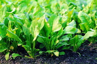 Introduction of Spinach