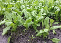 Clinical application of spinach