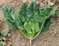 spinach in field