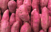 Sweet potato:its health preservation benetis and values.